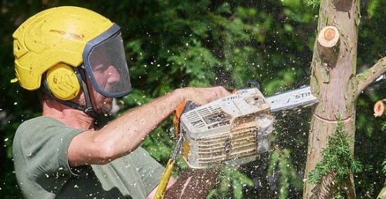 Zuweilen wird sogar dem Baumkletterer mulmig...